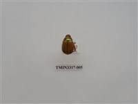 藏品(黃豔金龜)的圖片